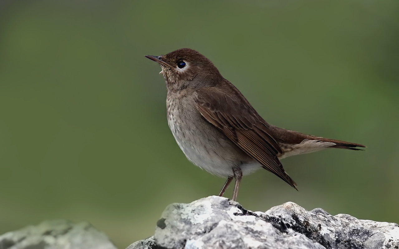 Thrush Nightingale